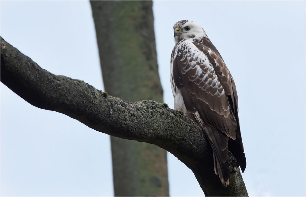 Mäusebussard