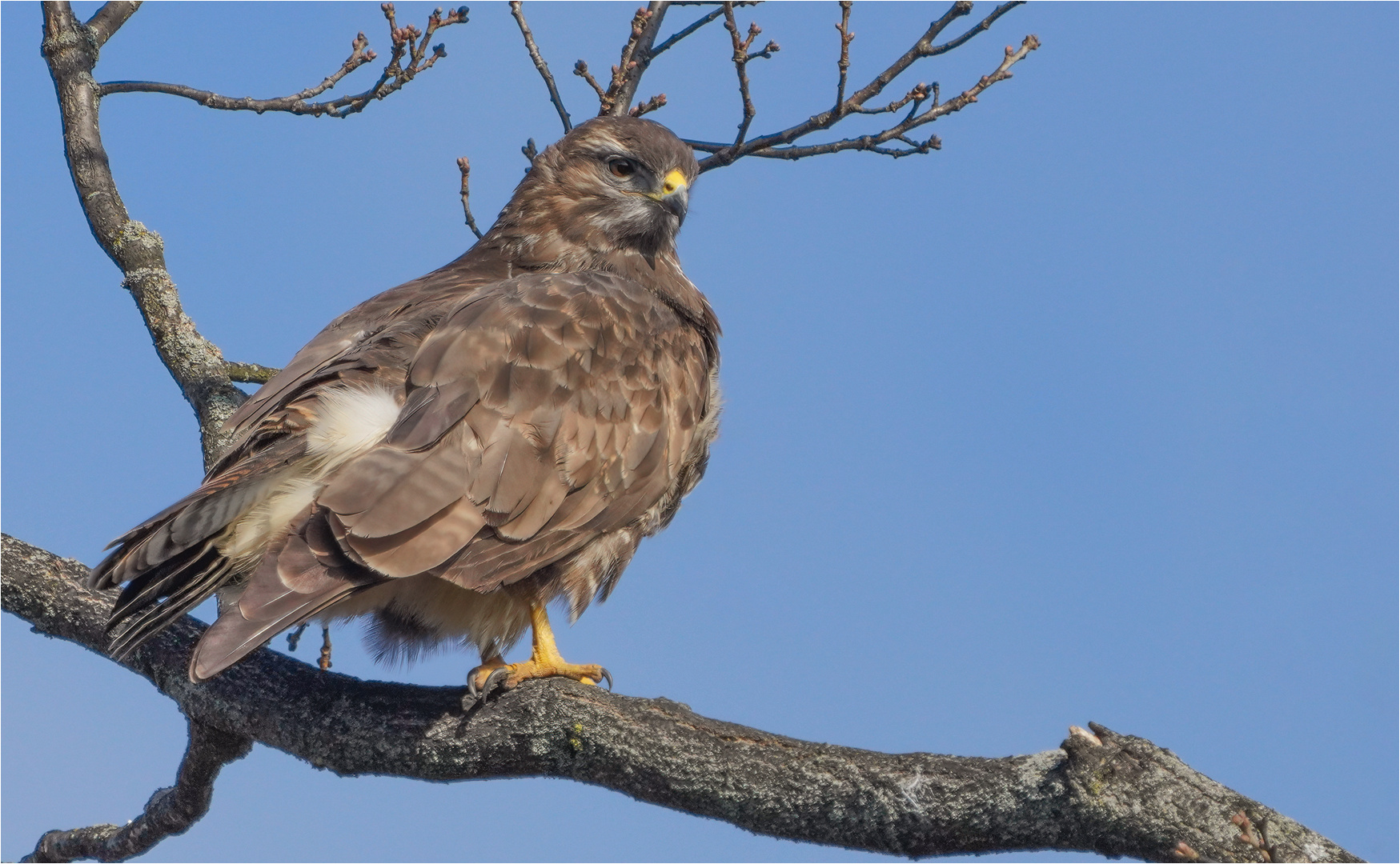 Mäusebussard