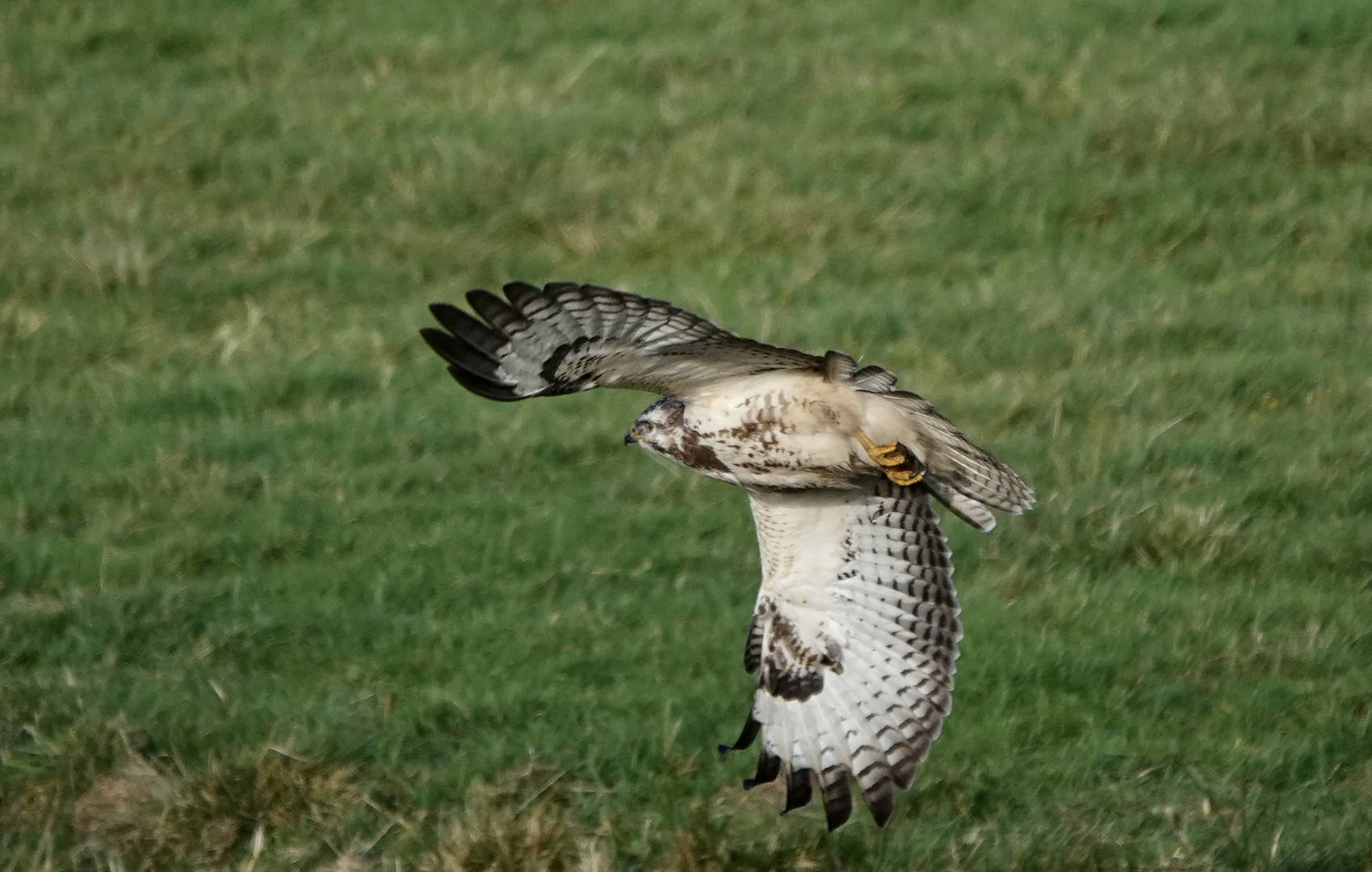 Mäusebussard