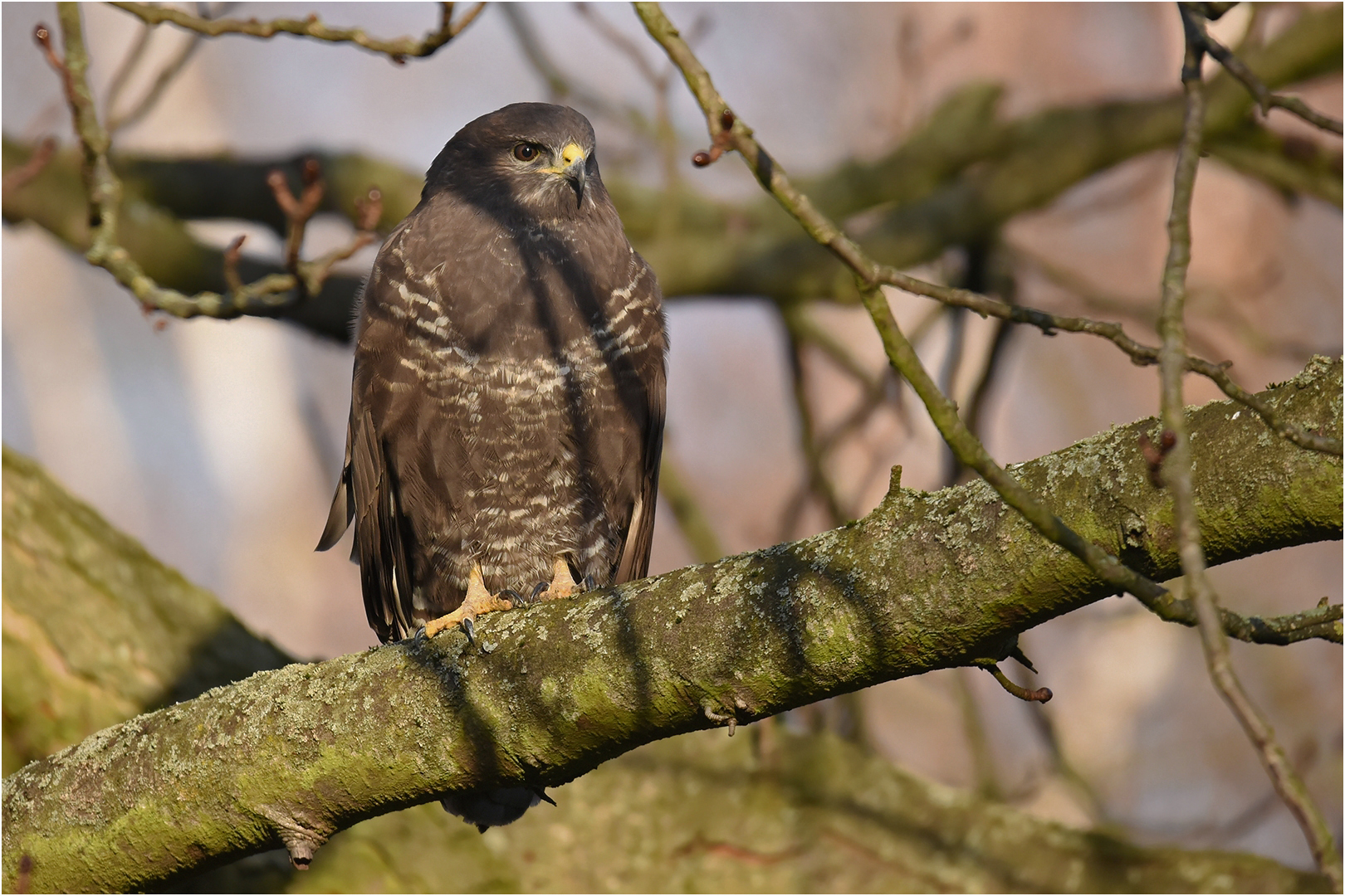 Mäusebussard