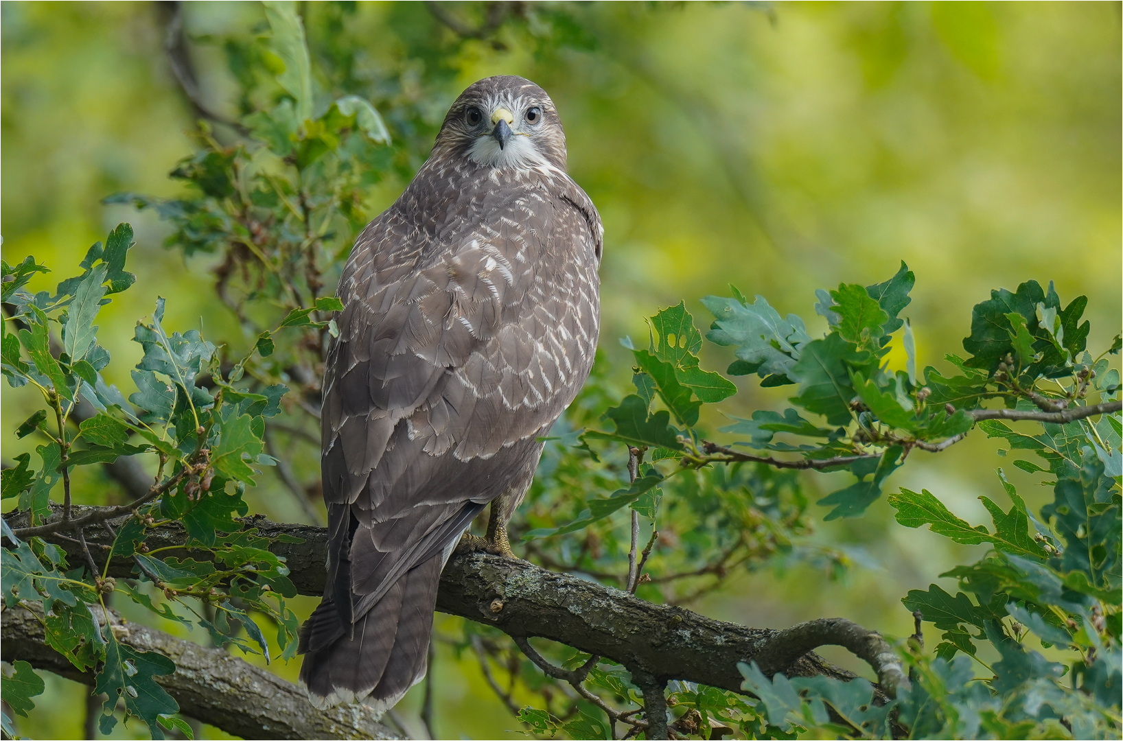 Mäusebussard