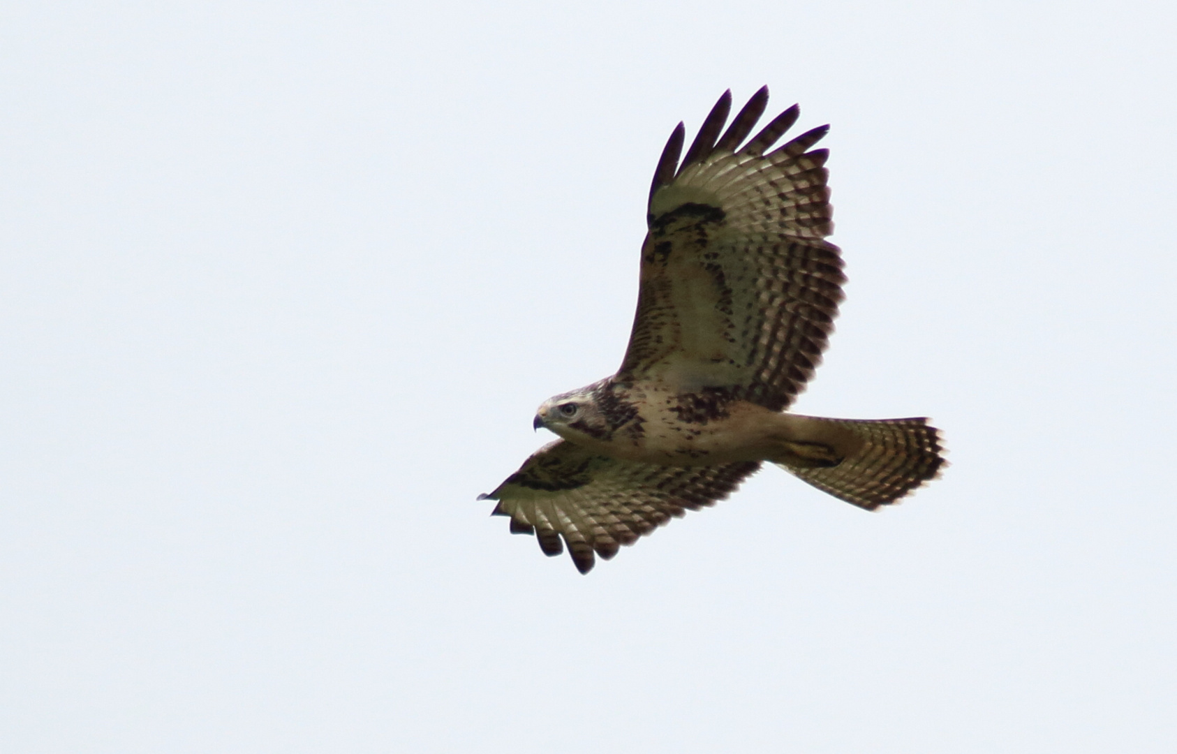 Mäusebussard