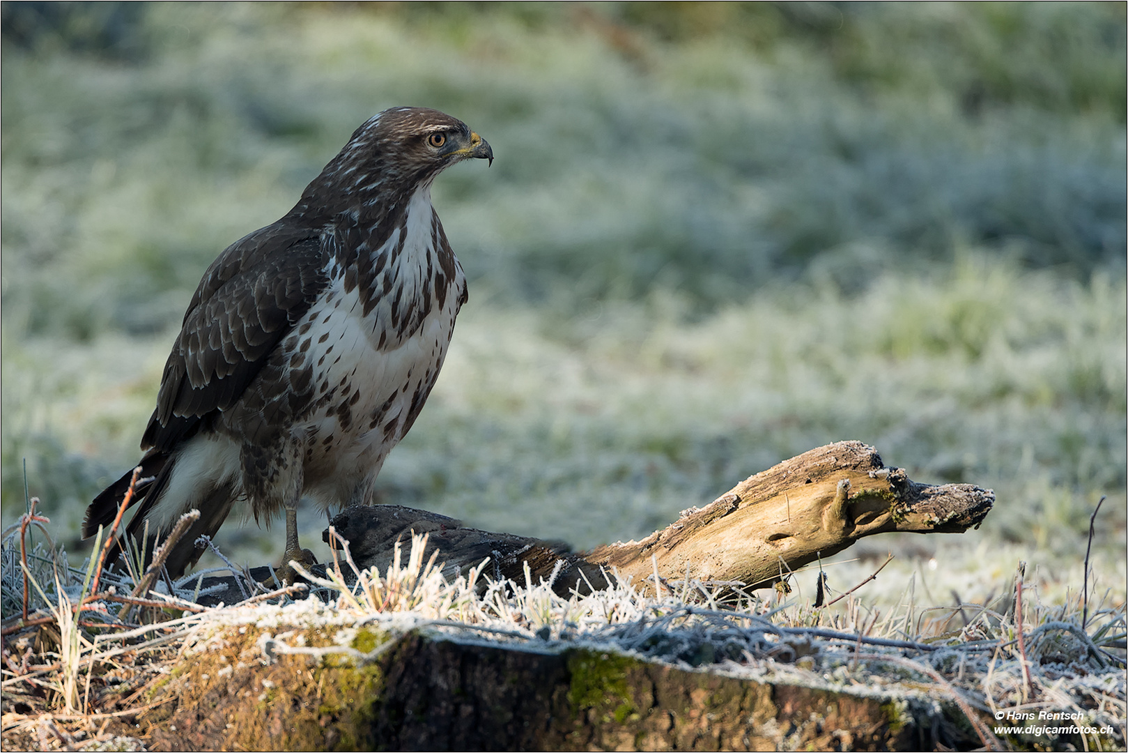 Mäusebussard