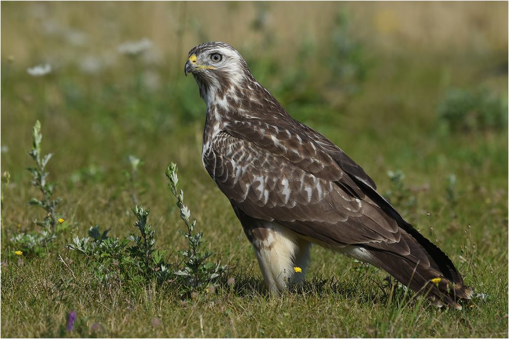 Mäusebussard