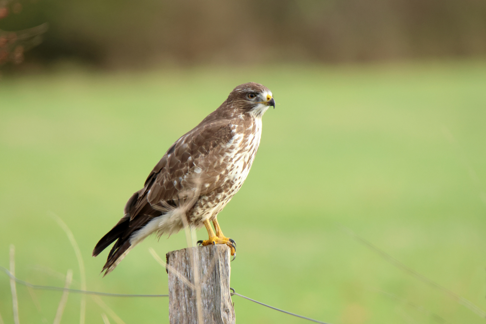 Mäusebussard