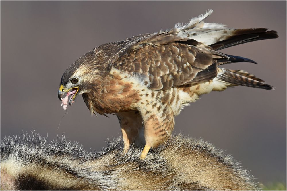 Mäusebussard