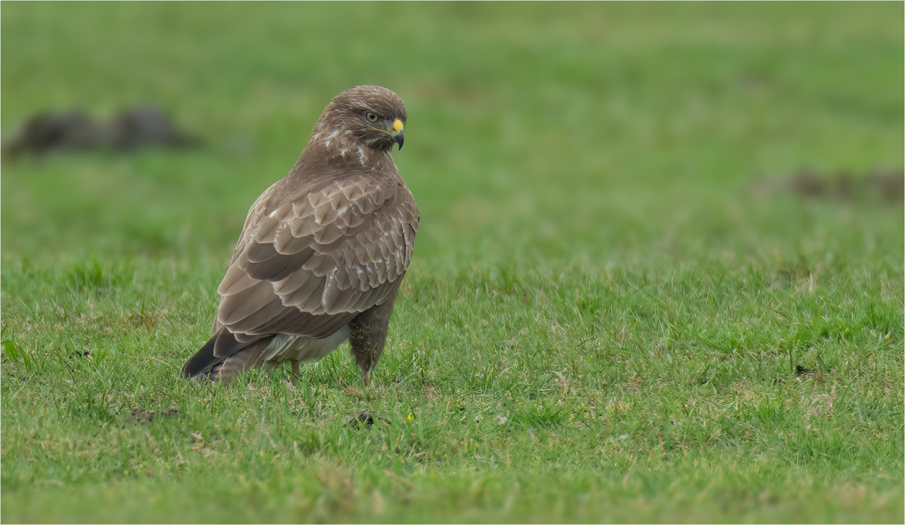 Mäusebussard