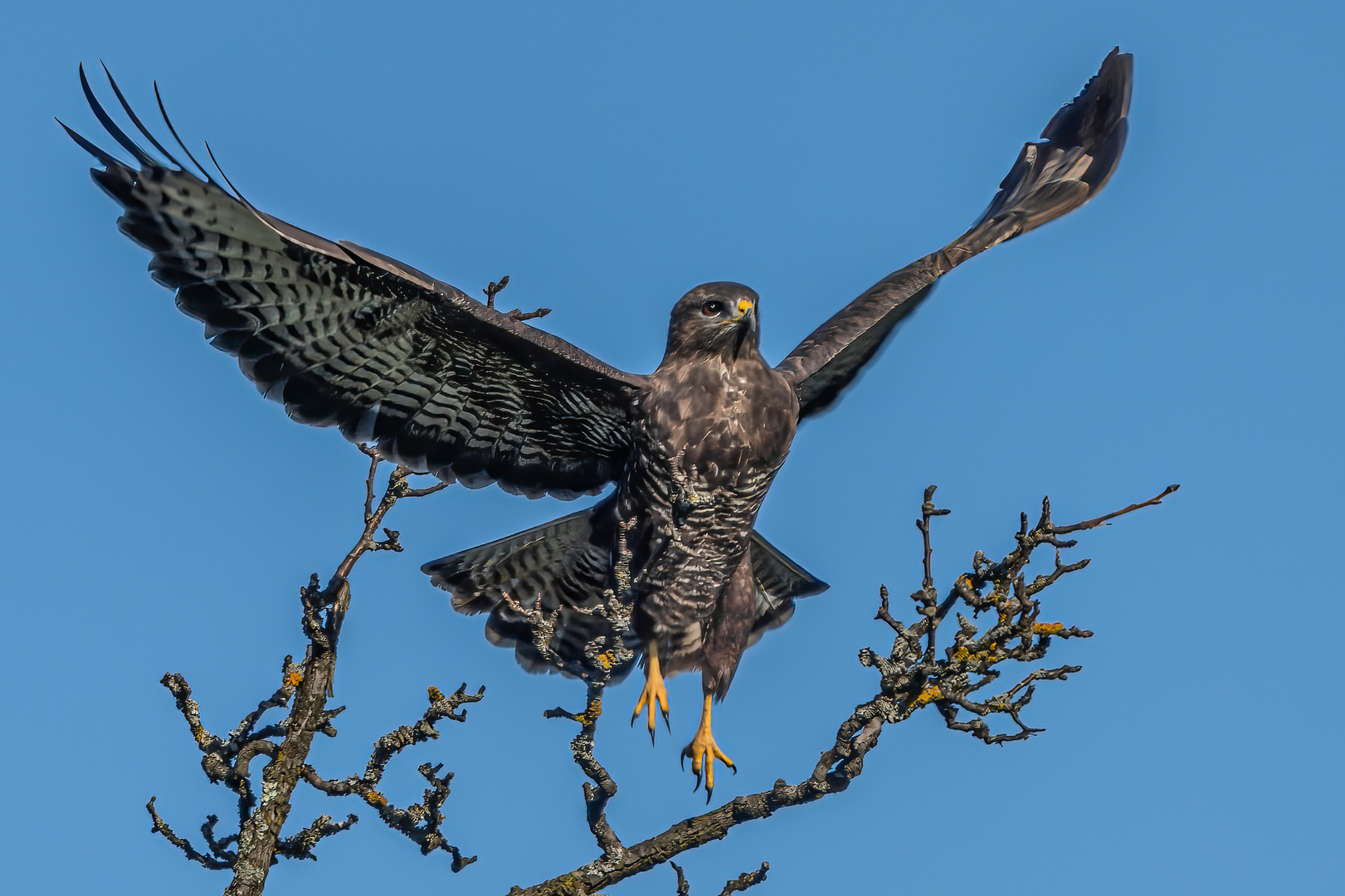 Mäusebussard