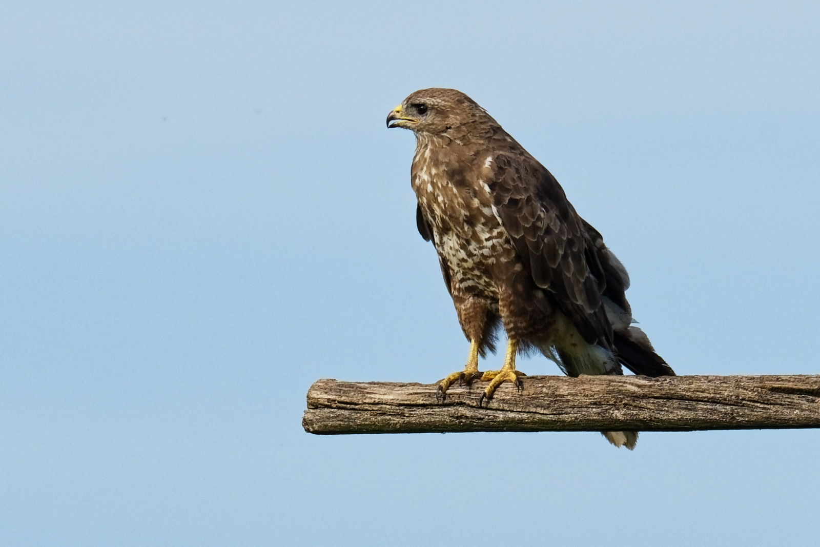 Mäusebussard