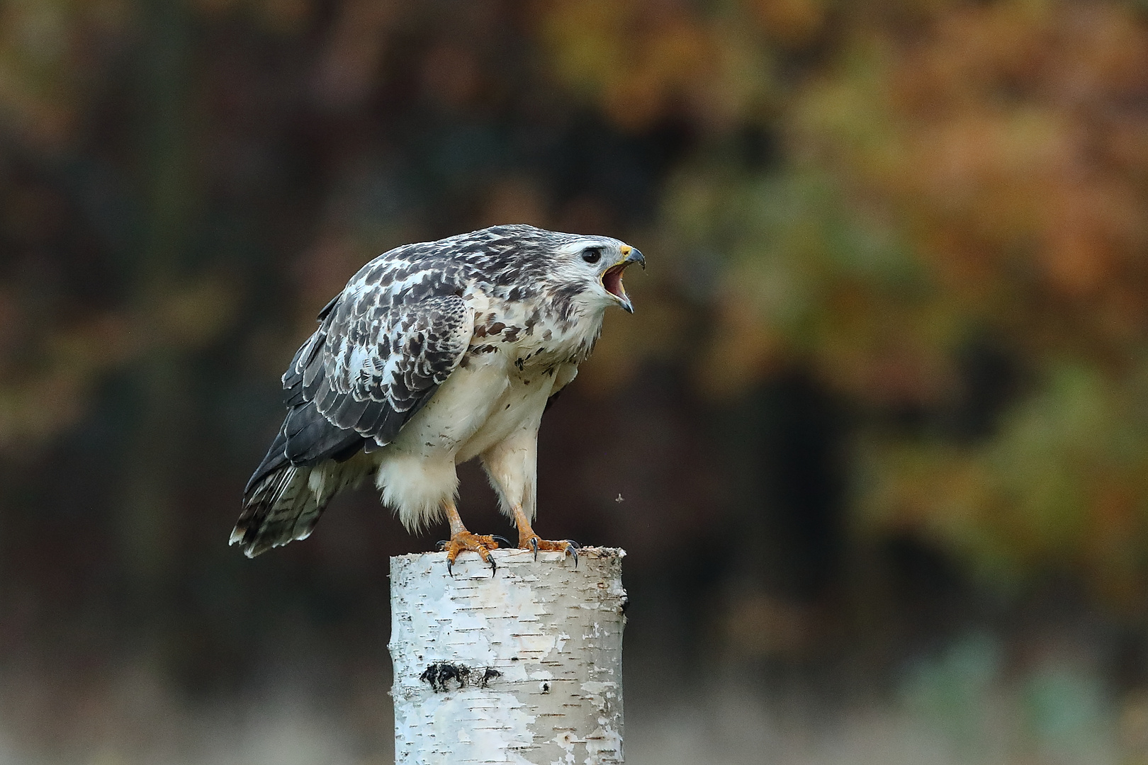 Mäusebussard