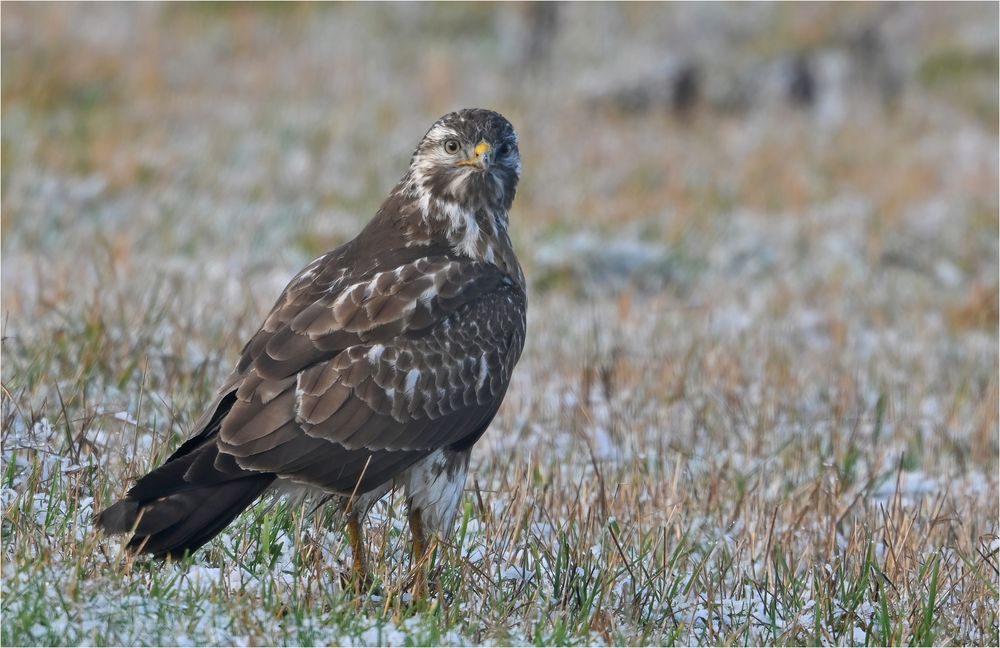 Mäusebussard