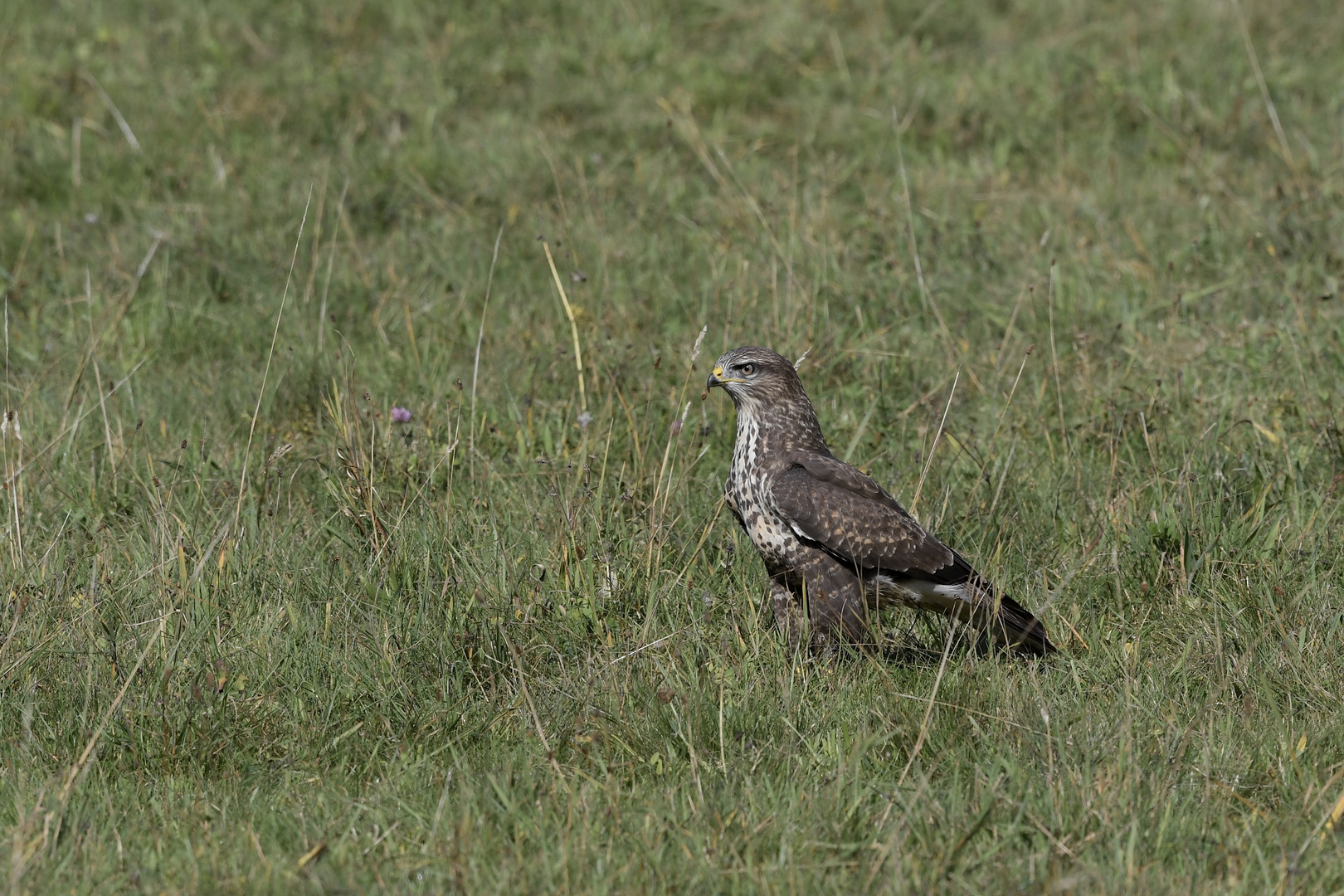 Mäusebussard