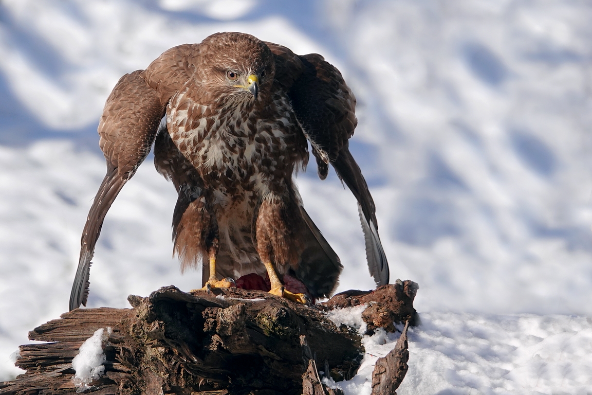 Mäusebussard