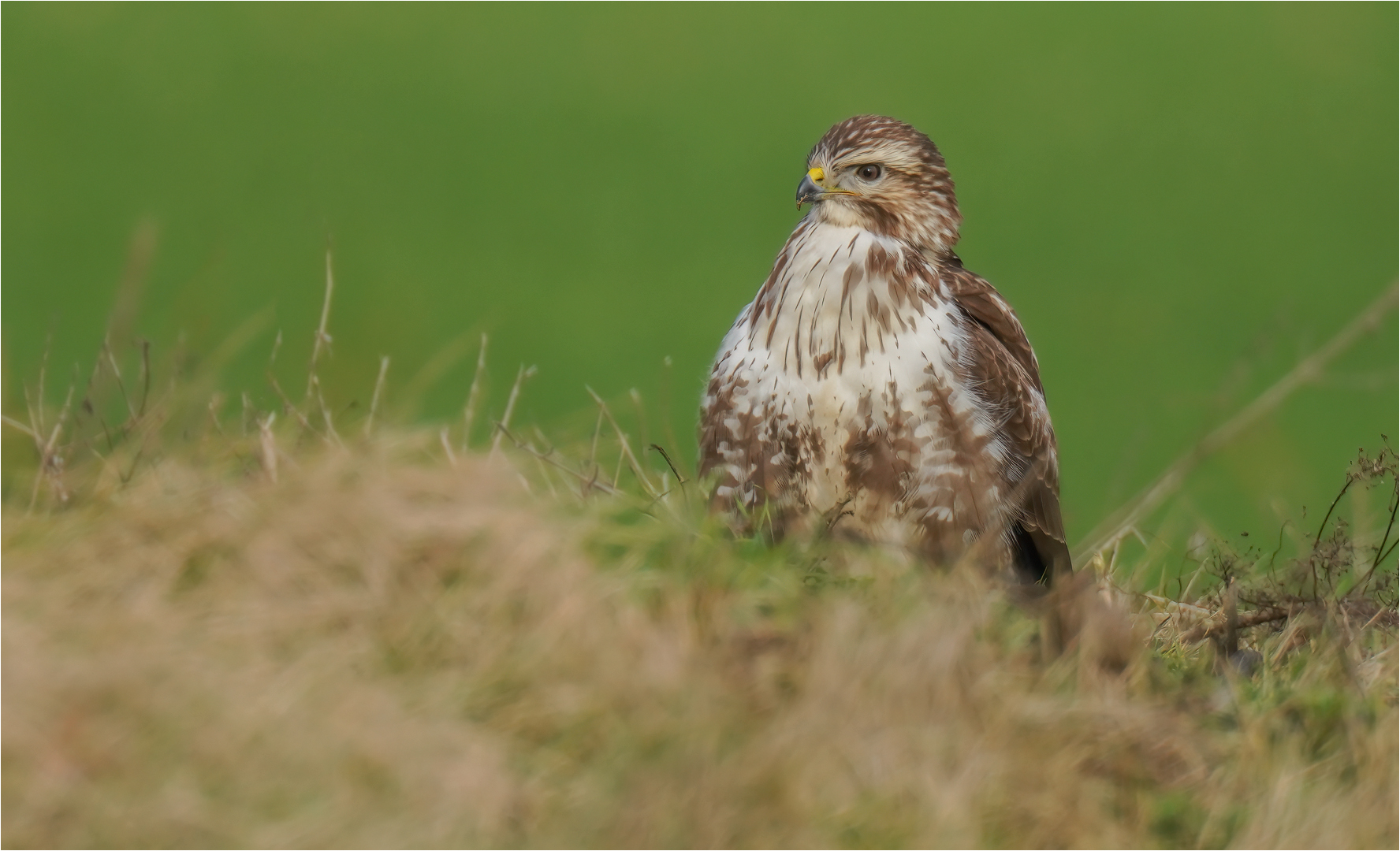 Mäusebussard