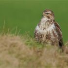 Mäusebussard