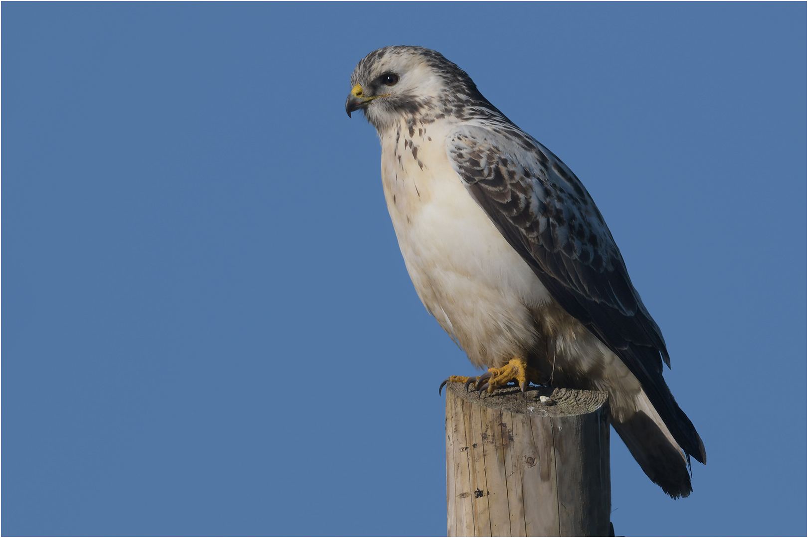 Mäusebussard