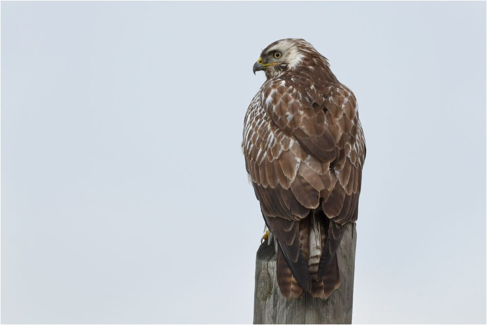 Mäusebussard