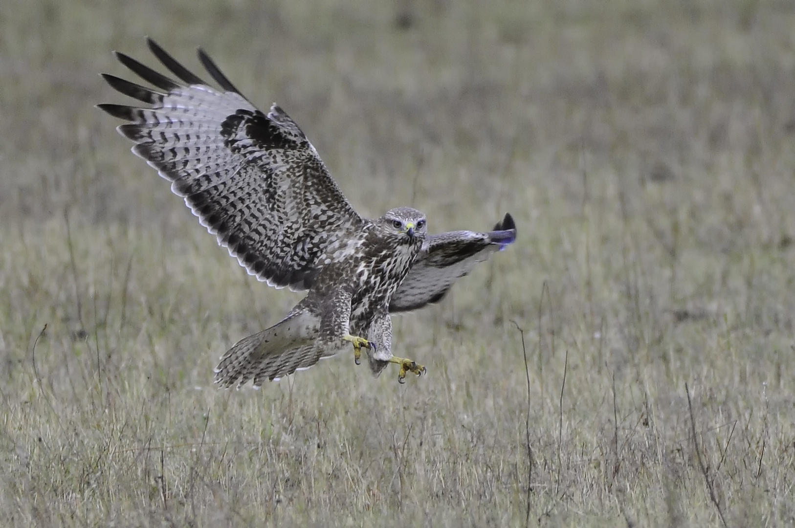 Mäusebussard