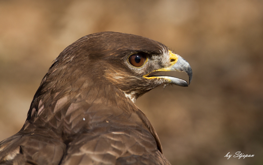 Mäusebussard