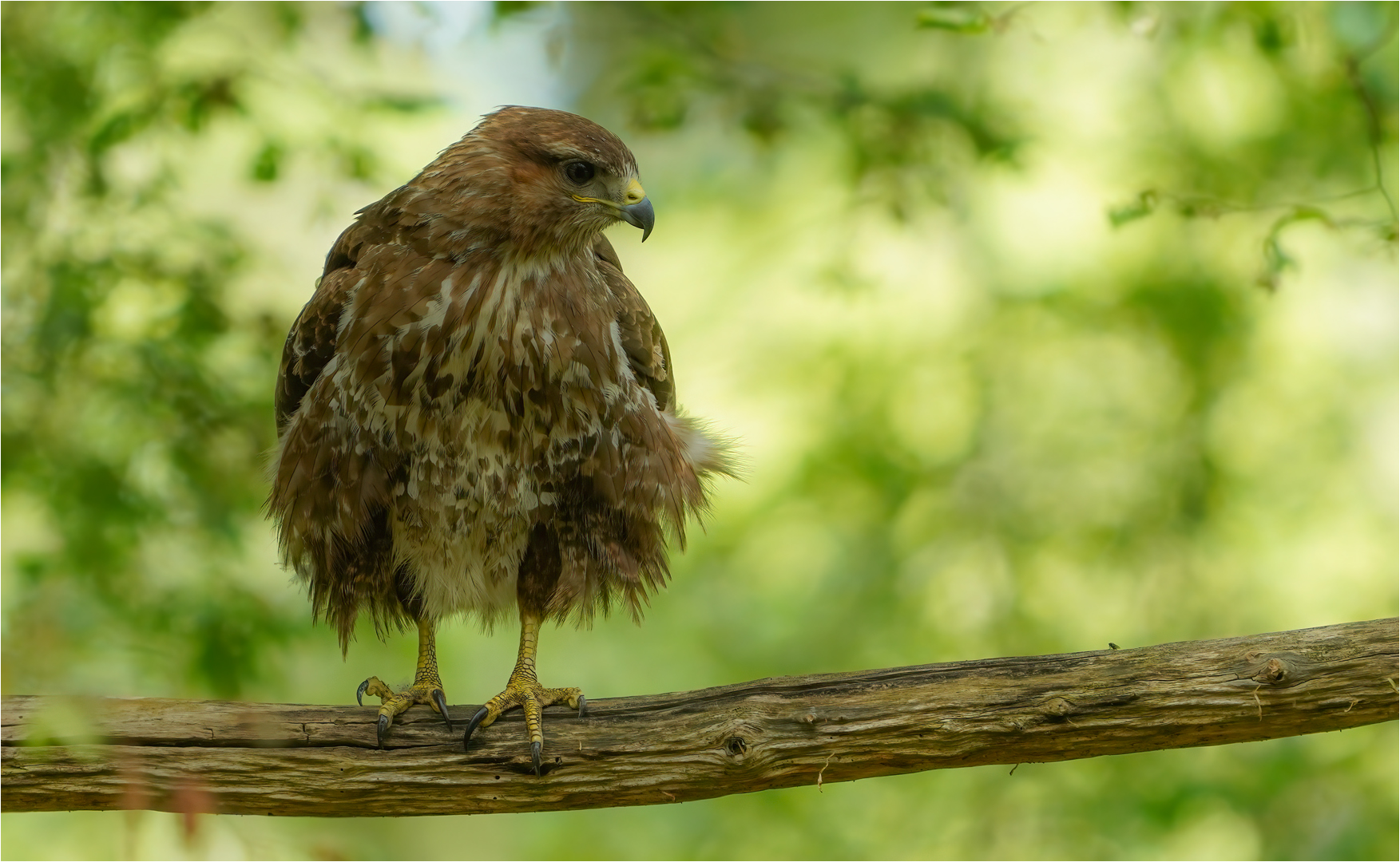 Mäusebussard