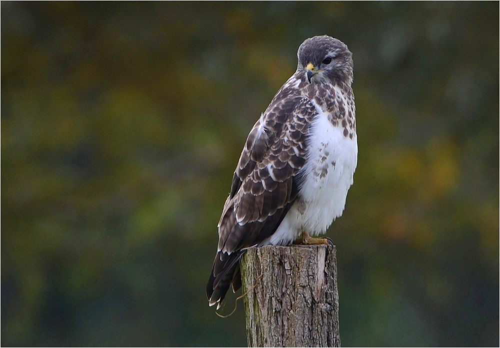 Mäusebussard