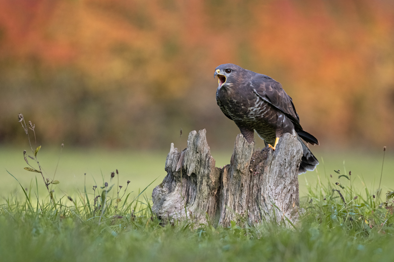 Mäusebussard