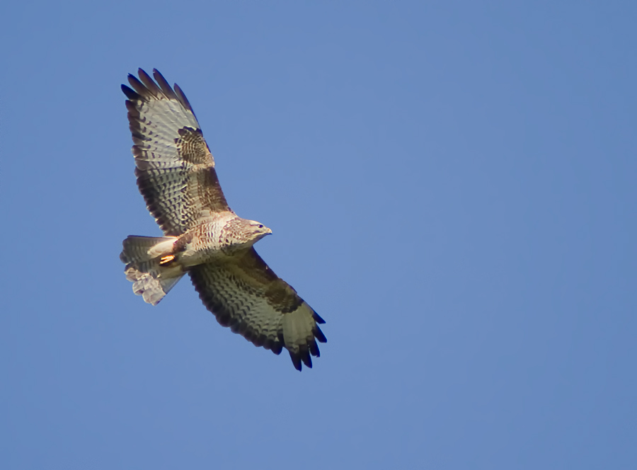 Mäusebussard