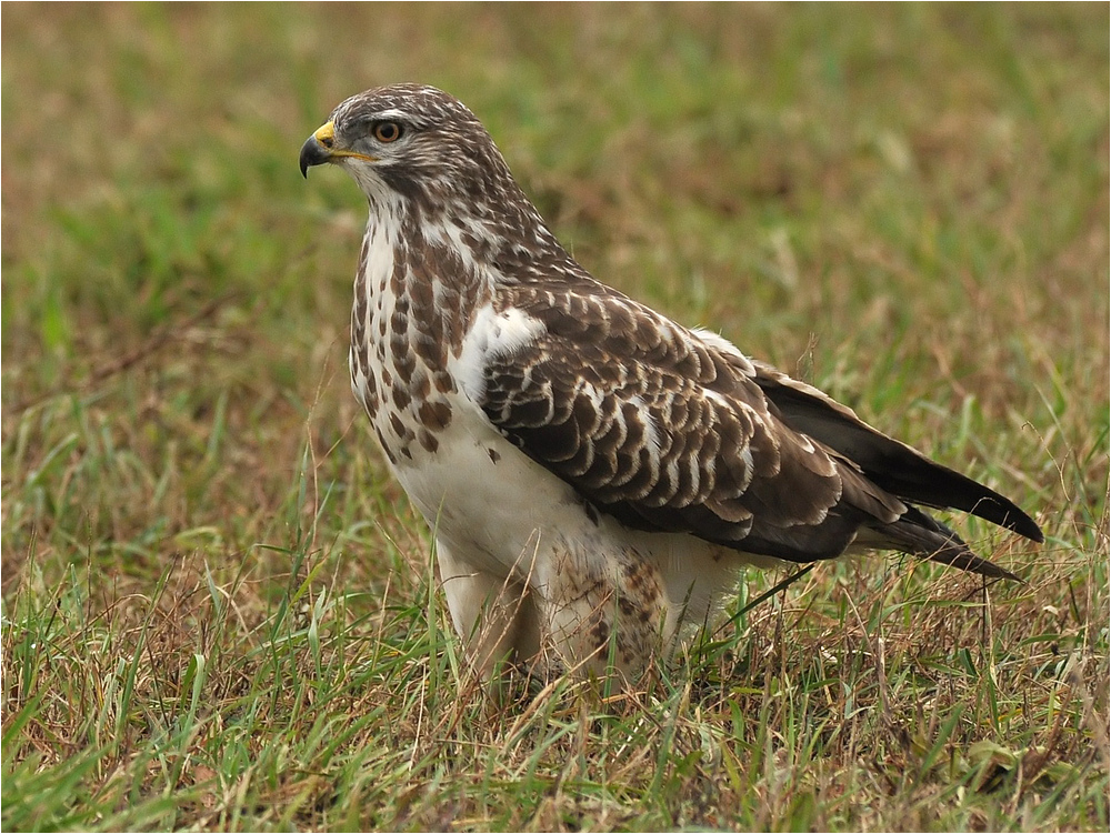 Mäusebussard