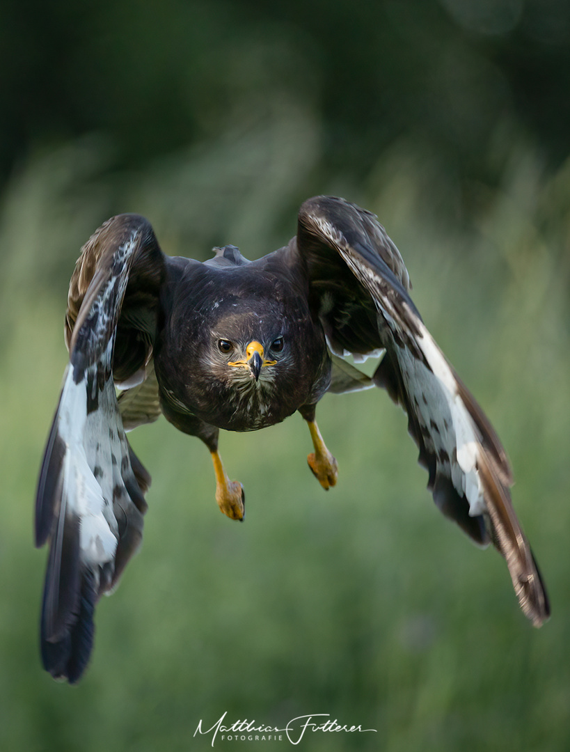 Mäusebussard 