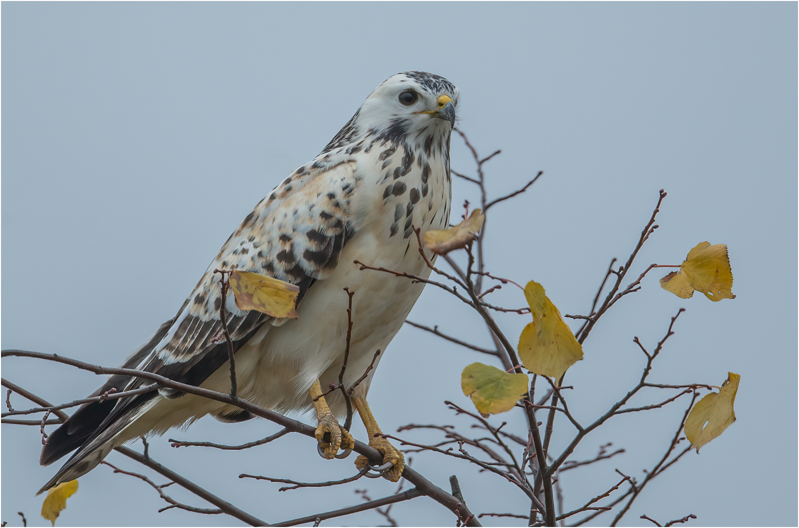 Mäusebussard