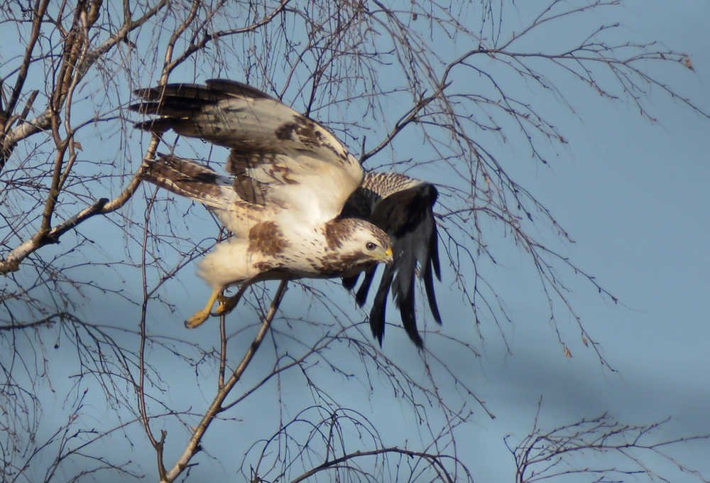 Mäusebussard