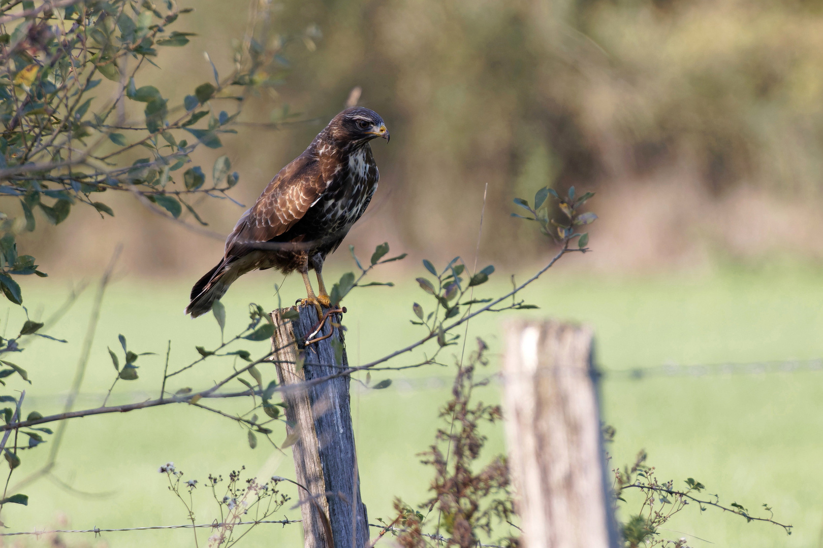 Mäusebussard 