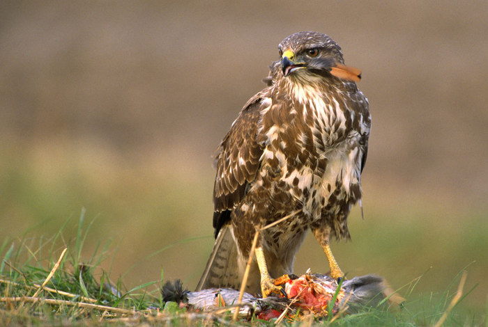 Mäusebussard