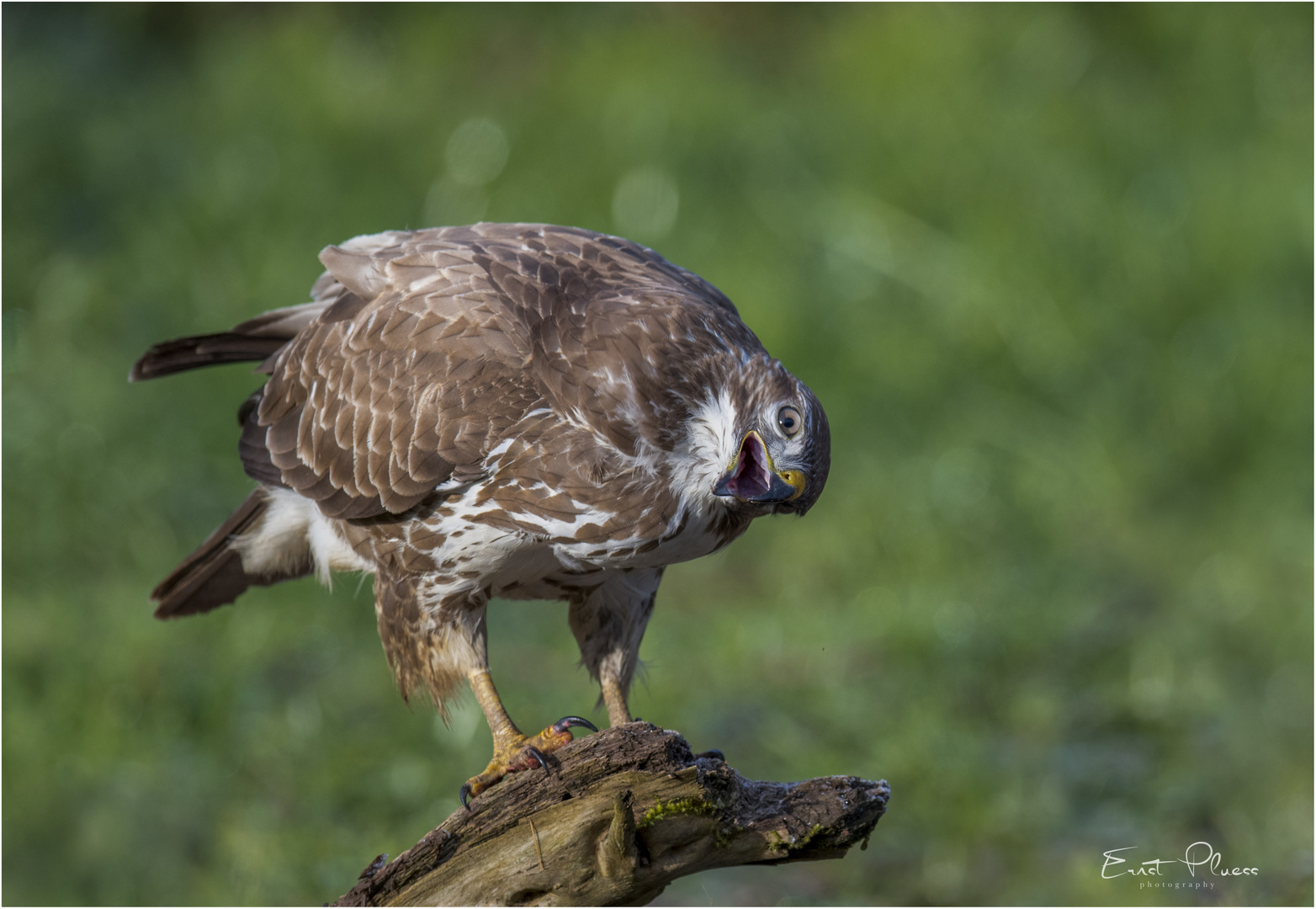 Mäusebussard