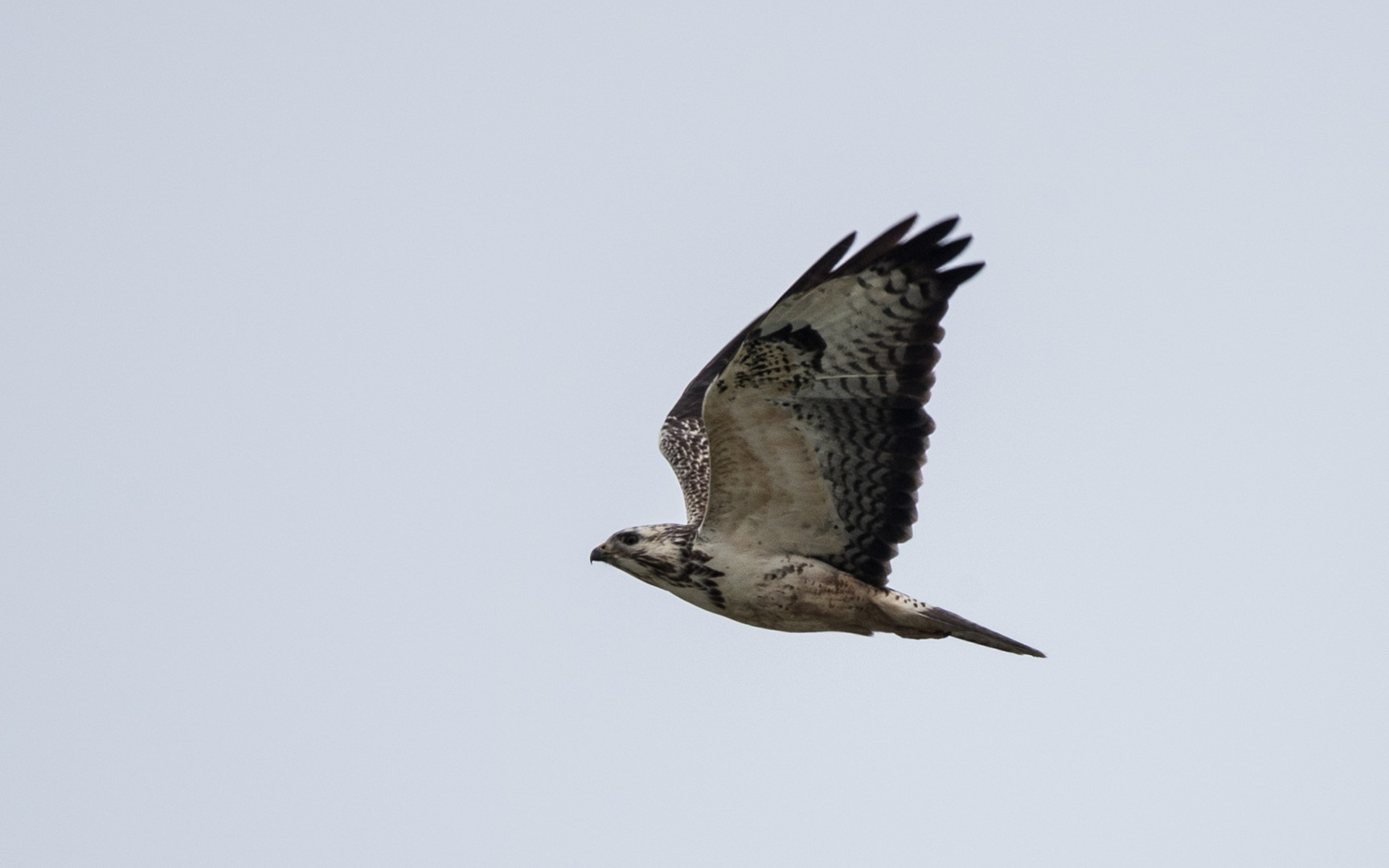 Mäusebussard