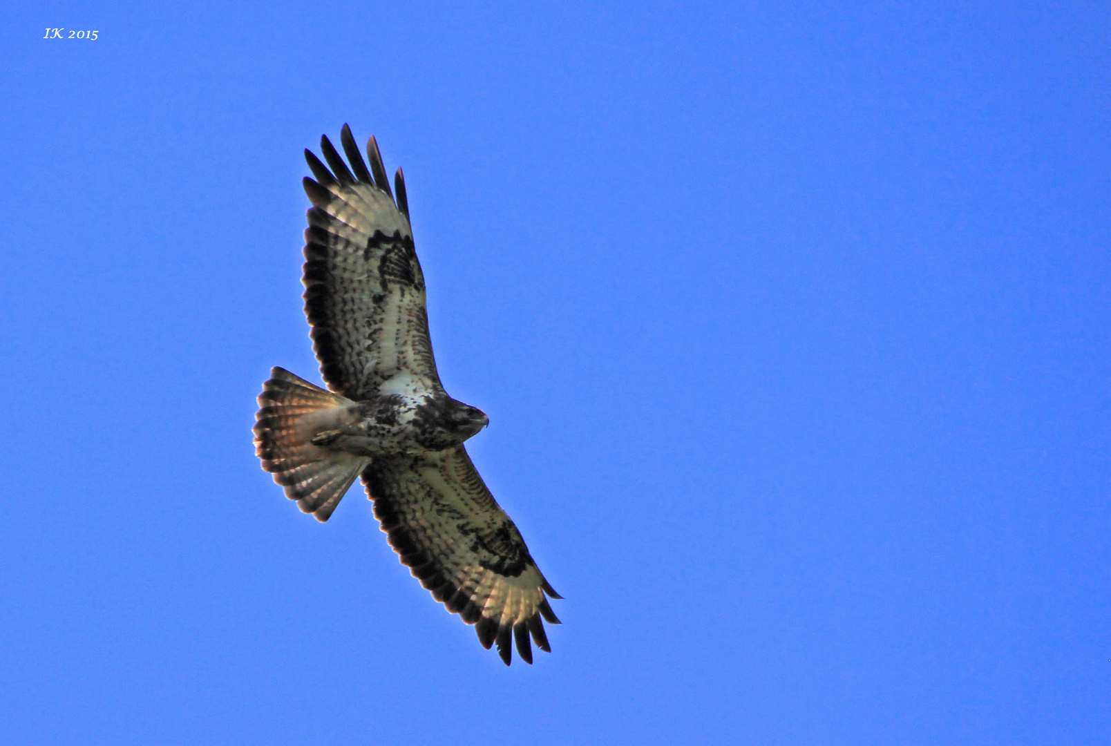 Mäusebussard 2