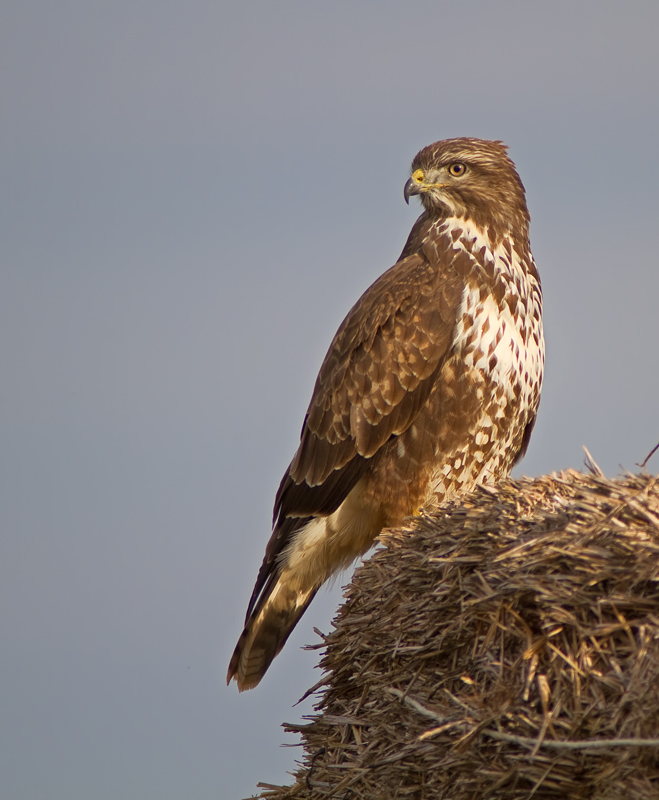 Mäusebussard 2