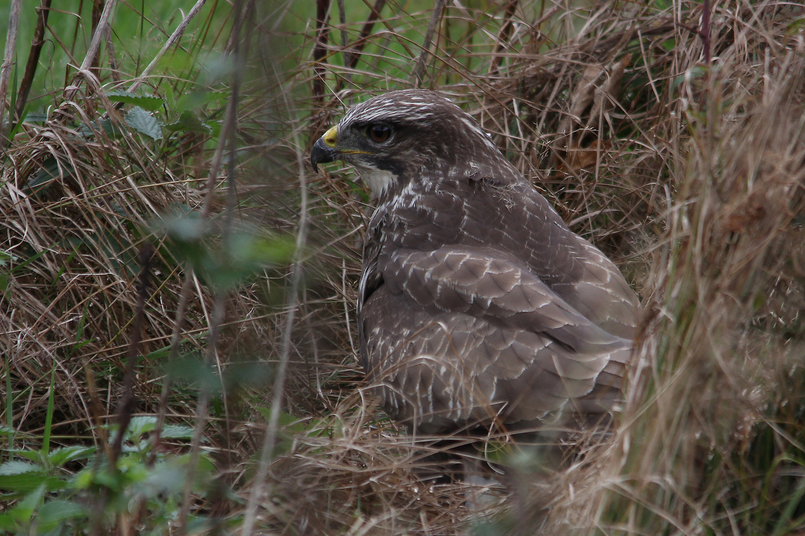 Mäusebussard 2