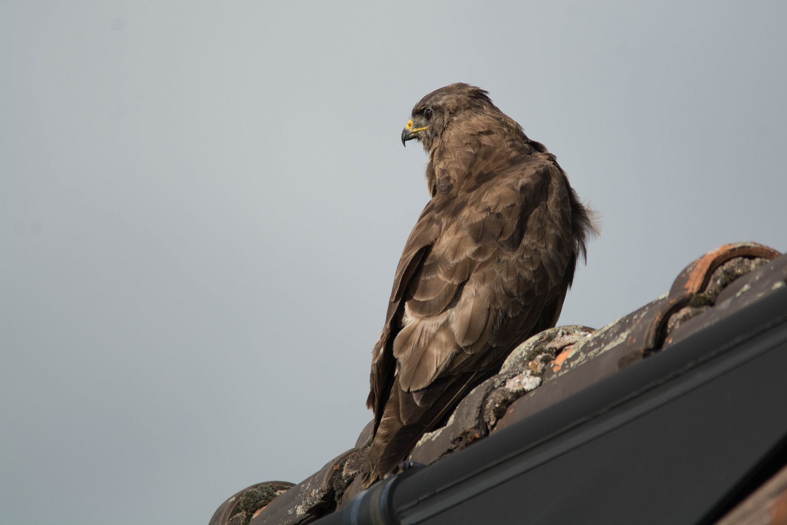 Mäusebussard 2