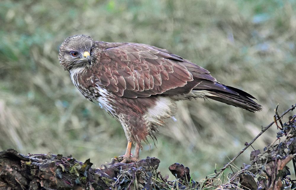 Mäusebussard (2)