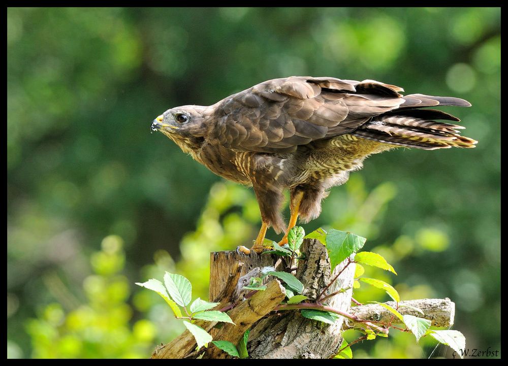 - Mäusebussard 2 -