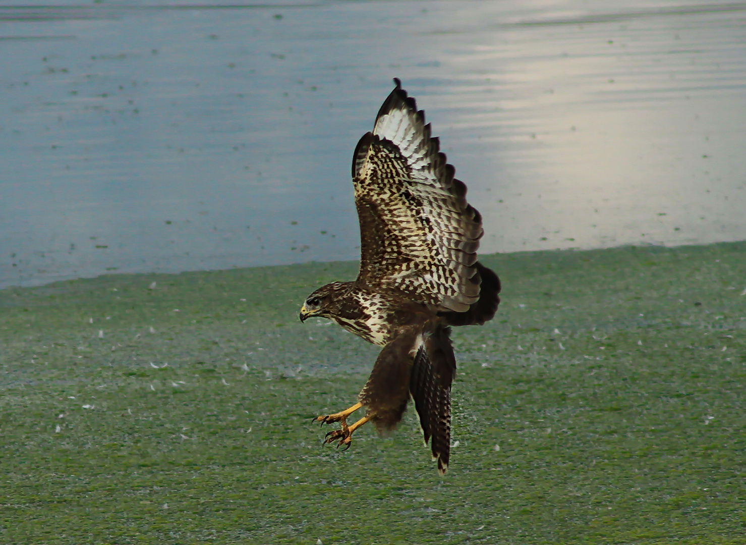 Mäusebussard 2