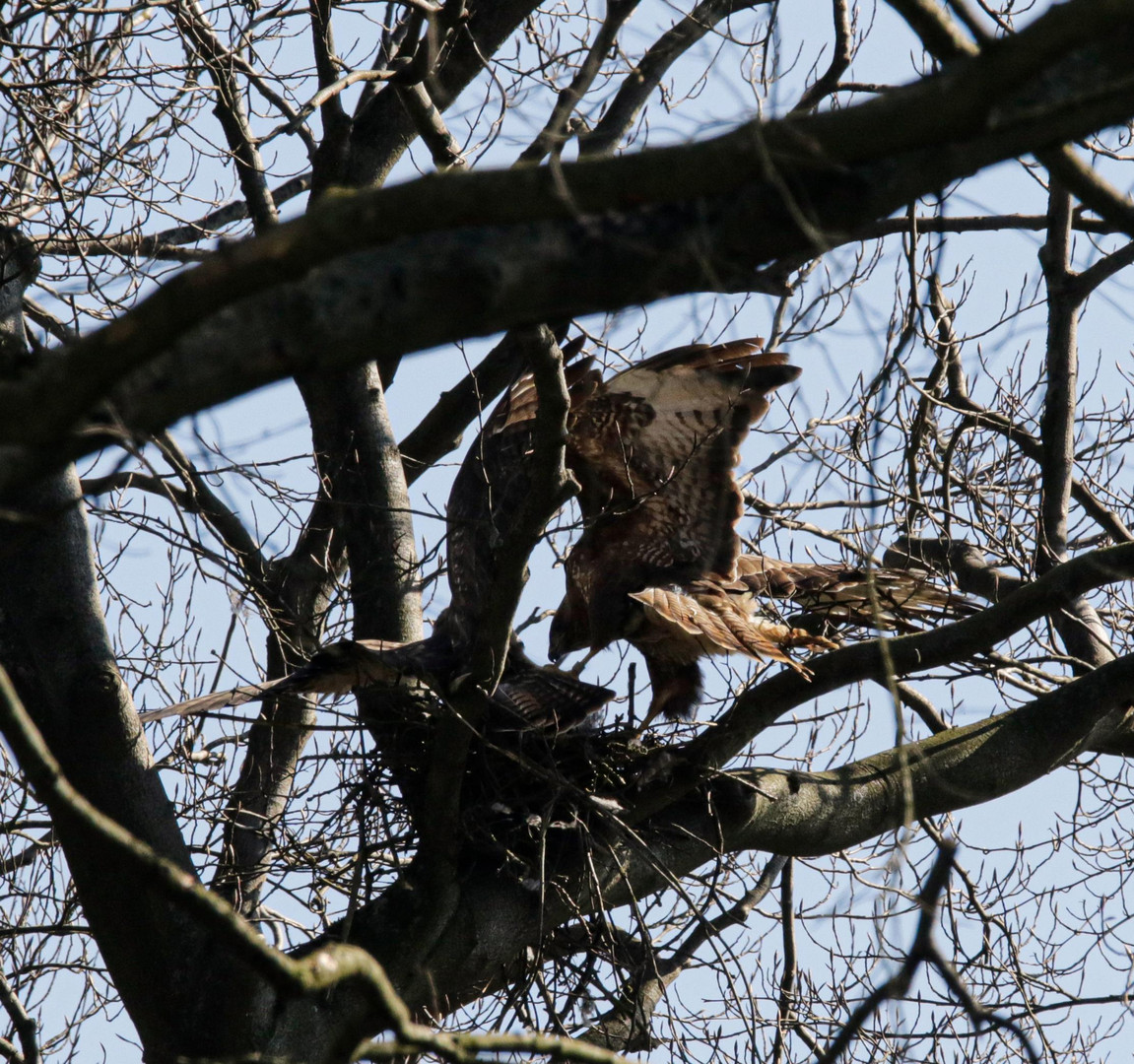 Mäusebussard _2