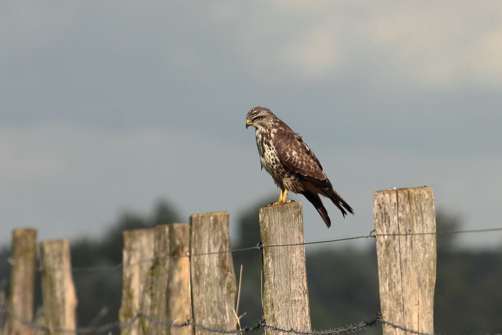 Mäusebussard #2