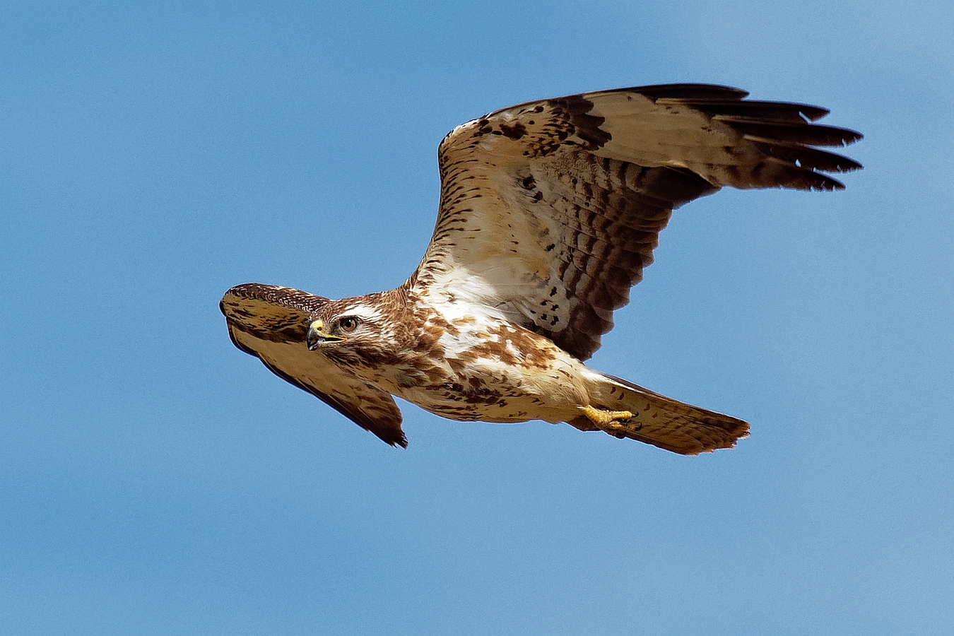 Mäusebussard (2)