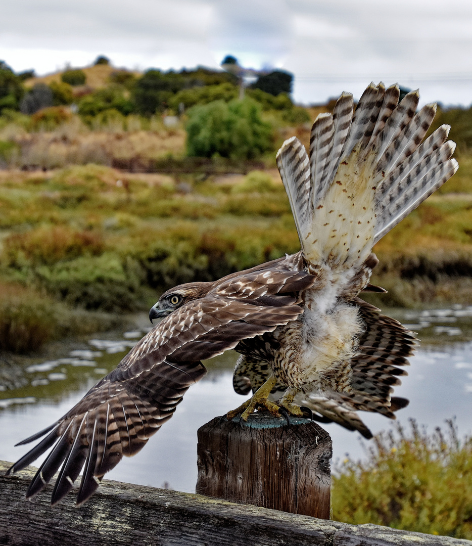 Mäusebussard 2: Abflug