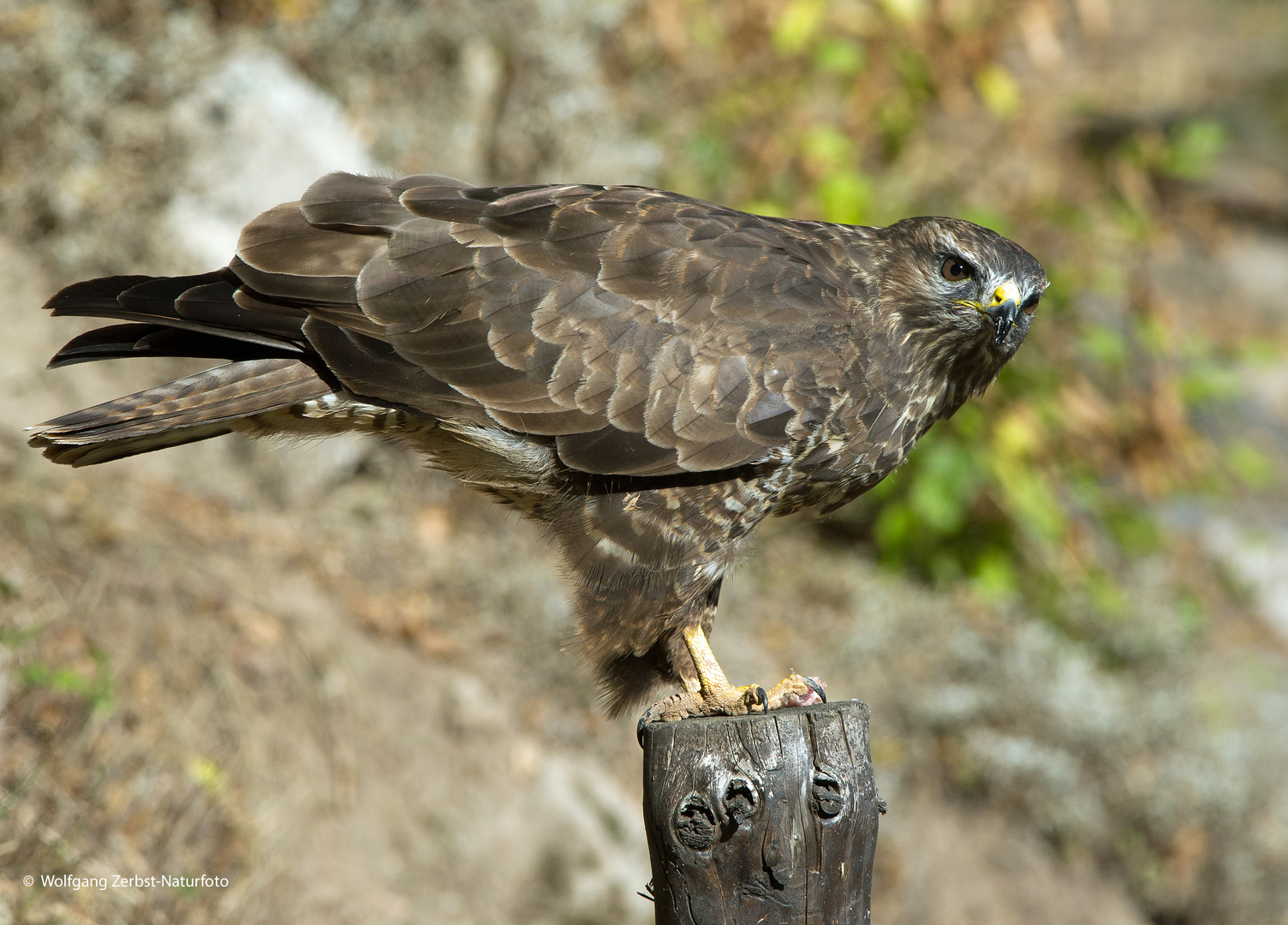 --- Mäusebussard 2 ---    ( Buteo boteo )