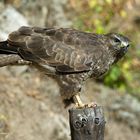 --- Mäusebussard 2 ---    ( Buteo boteo )