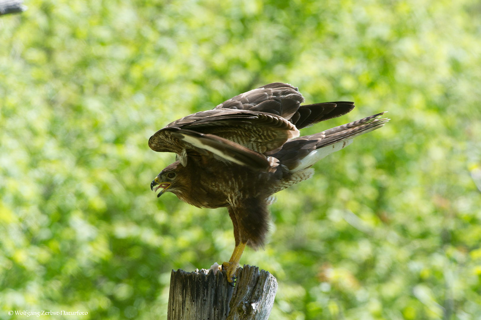 - Mäusebussard 2 -       ( Buteo buteo )