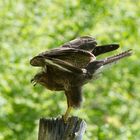 - Mäusebussard 2 -       ( Buteo buteo )